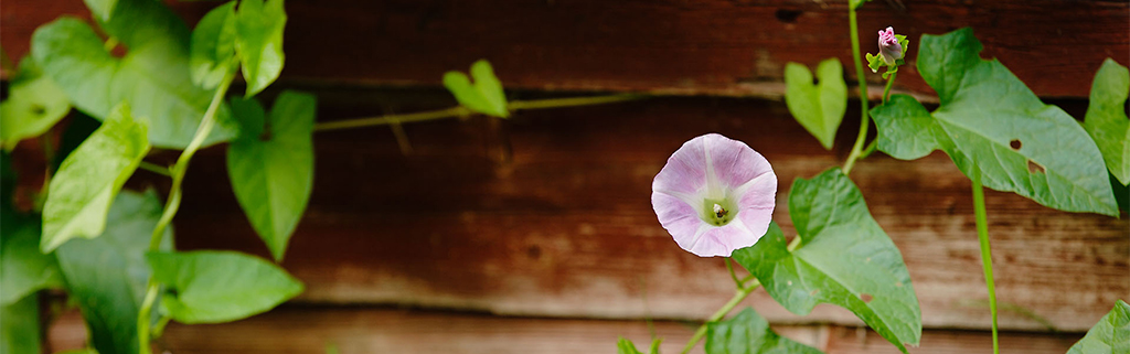 blomma mot en husvägg