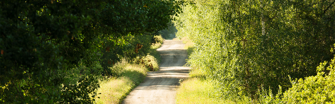 grusväg sommar